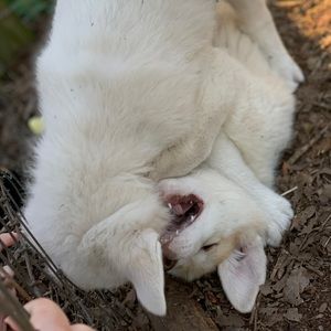 Meet your Posher, Iris